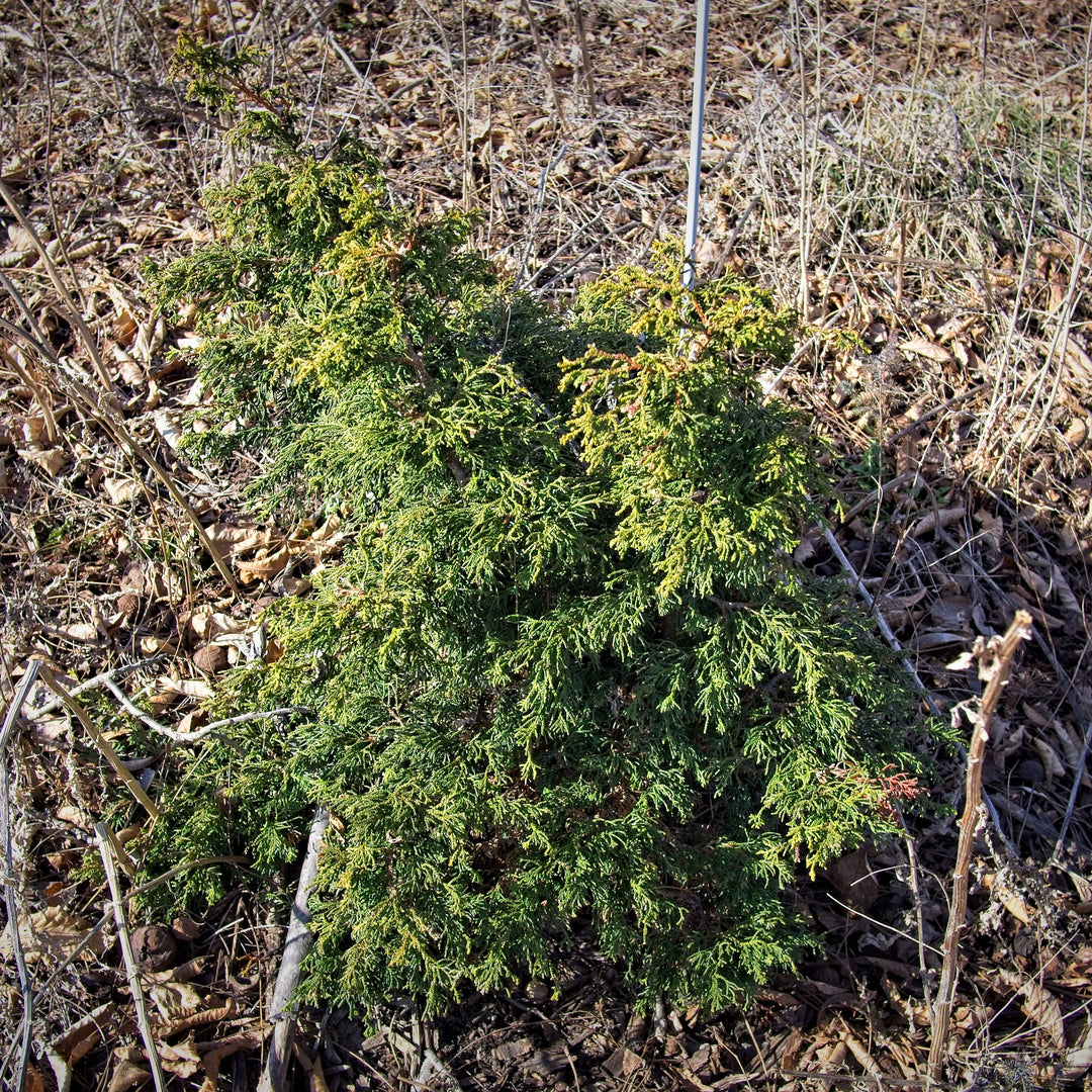 Chamaecyparis obtusa 'Torulosa Nana' ~ Dwarf Torulosa Hinoki Cypress-ServeScape
