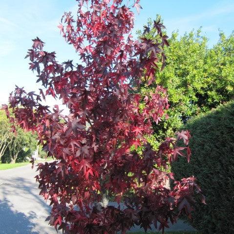 Liquidambar styraciflua 'Hapdell' ~ Happidaze Seedless Sweetgum-ServeScape