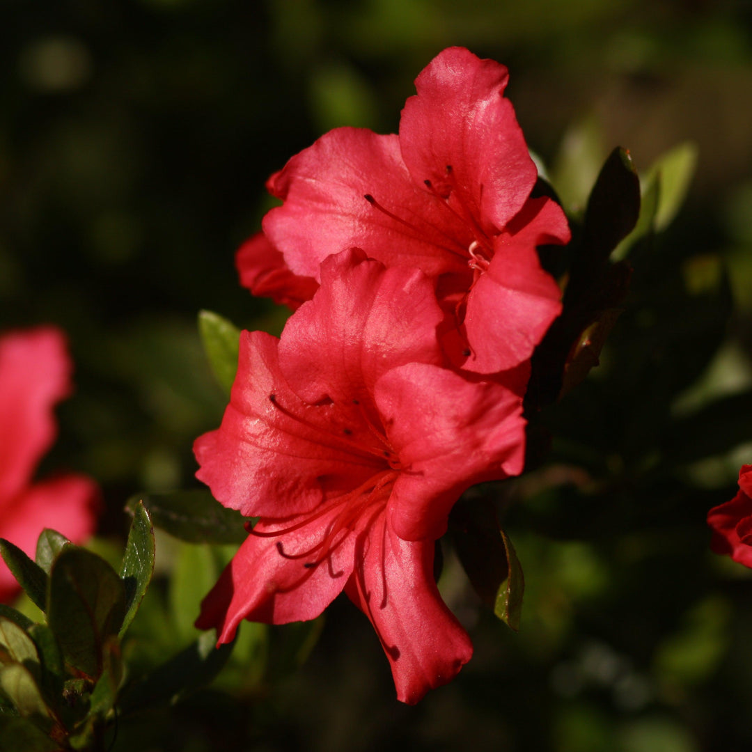 Rhododendron ‘Red Ruffle’ ~ Red Ruffle Azalea-ServeScape