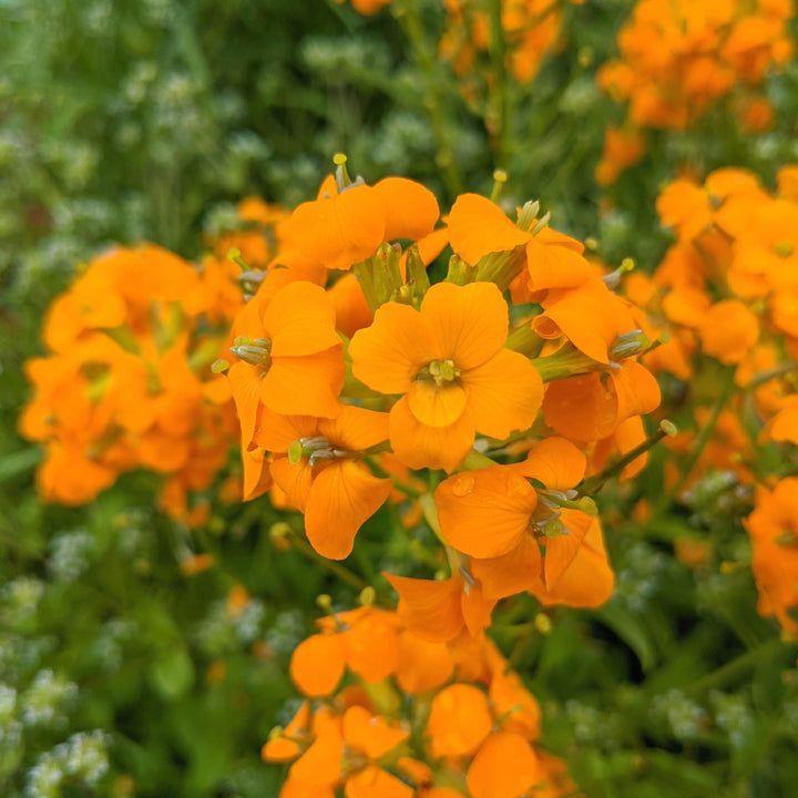 Erysimum linifolium 'Sunstrong Orange' ~ Sunstrong™ Orange Wallflower-ServeScape