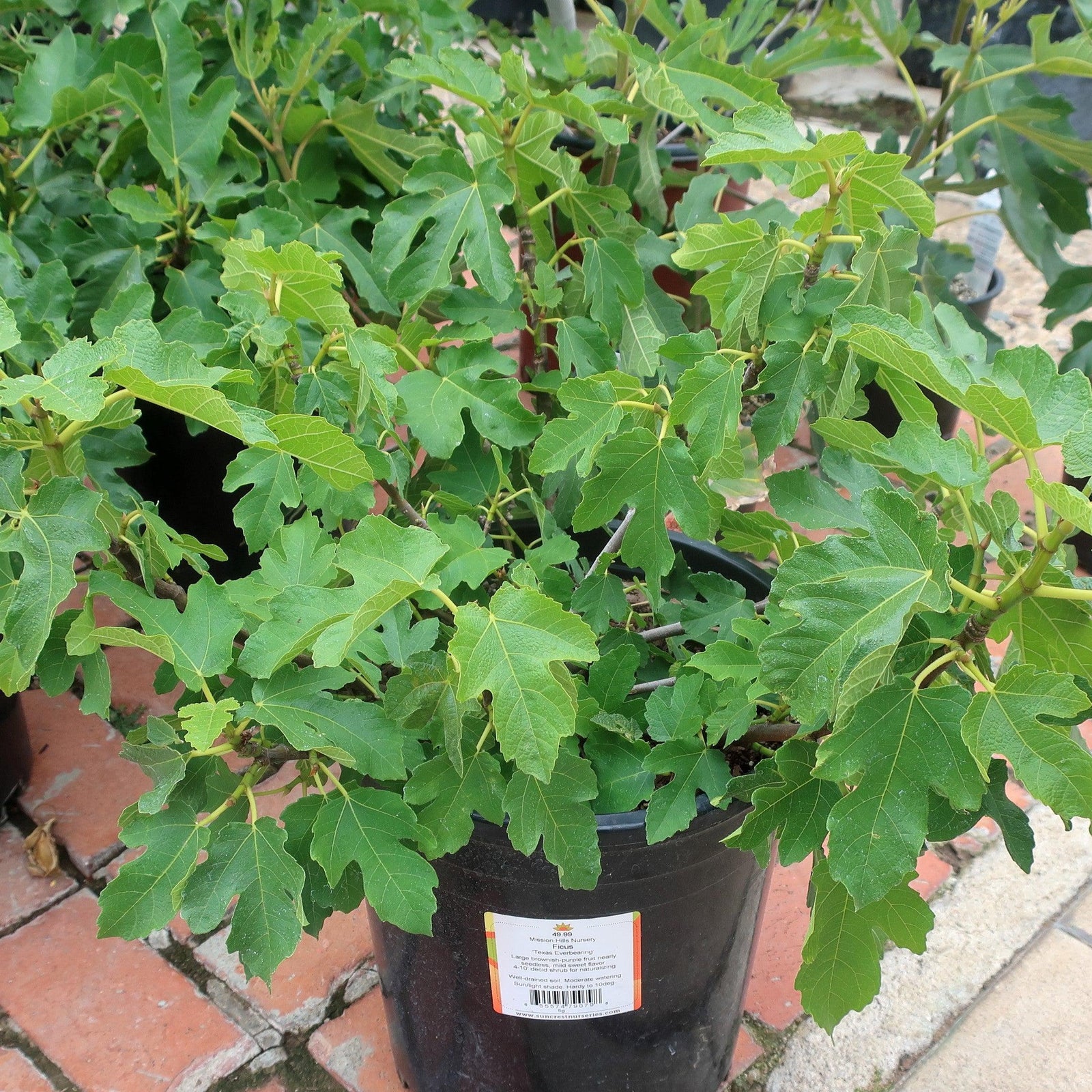 Ficus carica 'Texas Everbearing' ~ Texas Everbearing Fig-ServeScape