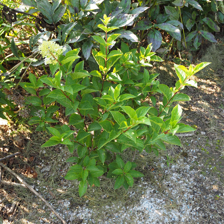 Hydrangea paniculata 'Renba' PP28,509 ~ First Editions® Berry White® Hydrangea-ServeScape
