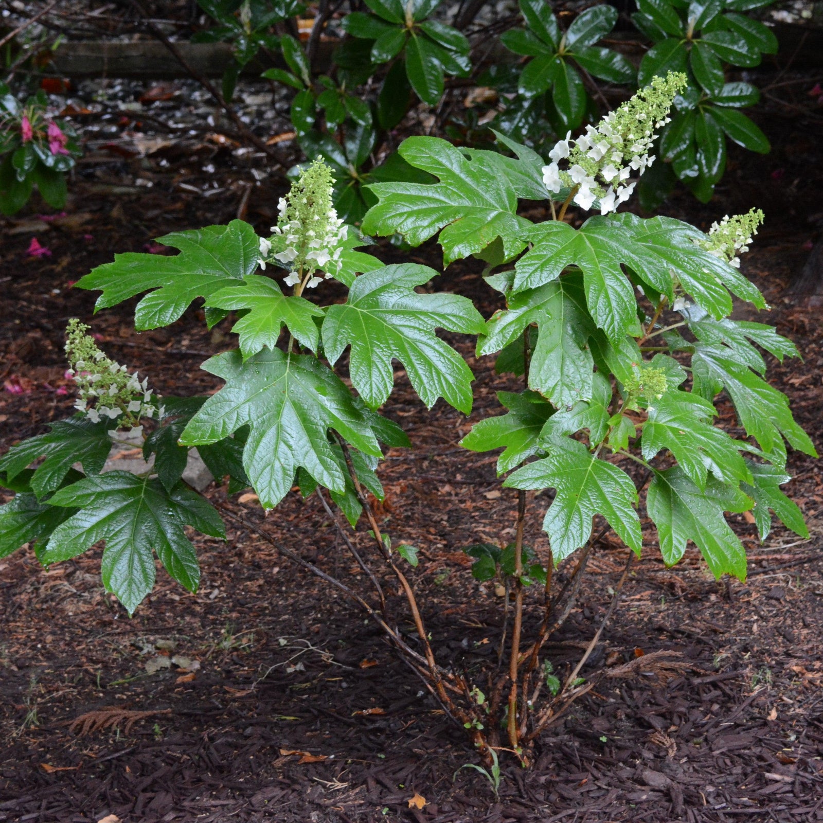 Hydrangea quercifolia 'Alice' ~ Alice Oakleaf Hydrangea-ServeScape