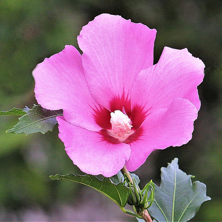 Hibiscus syriacus 'Aphrodite' ~ Aphrodite Rose of Sharon-ServeScape