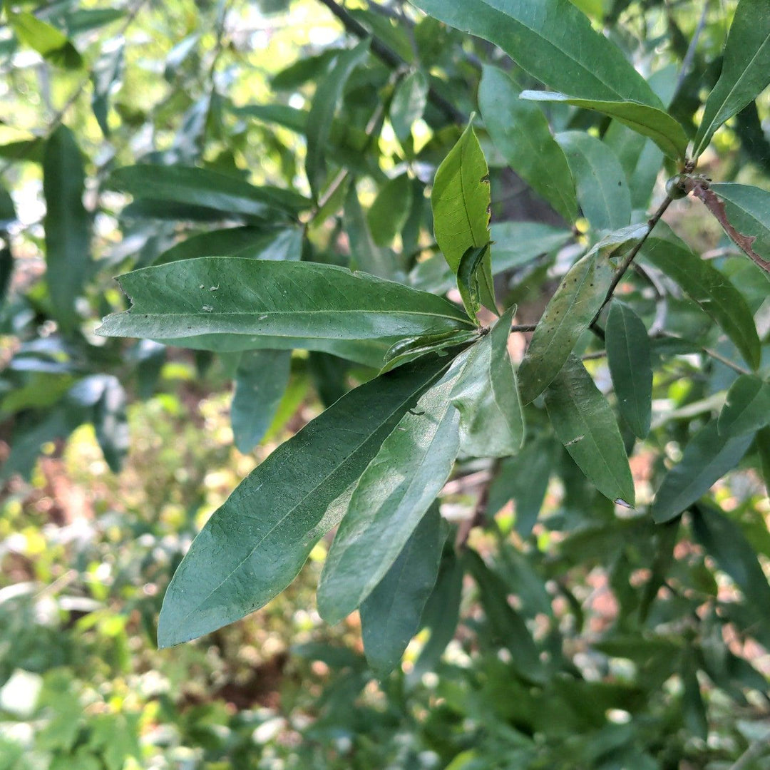 Quercus phellos 'RT3' ~ Upperton® Willow Oak-ServeScape