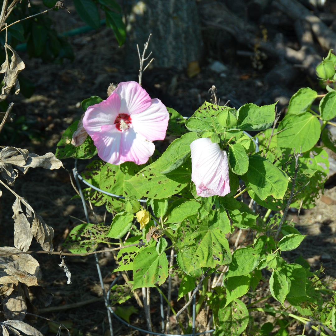 Hibiscus moscheutos 'Luna Pink Swirl' ~ Luna™ Pink Swirl Hibiscus-ServeScape