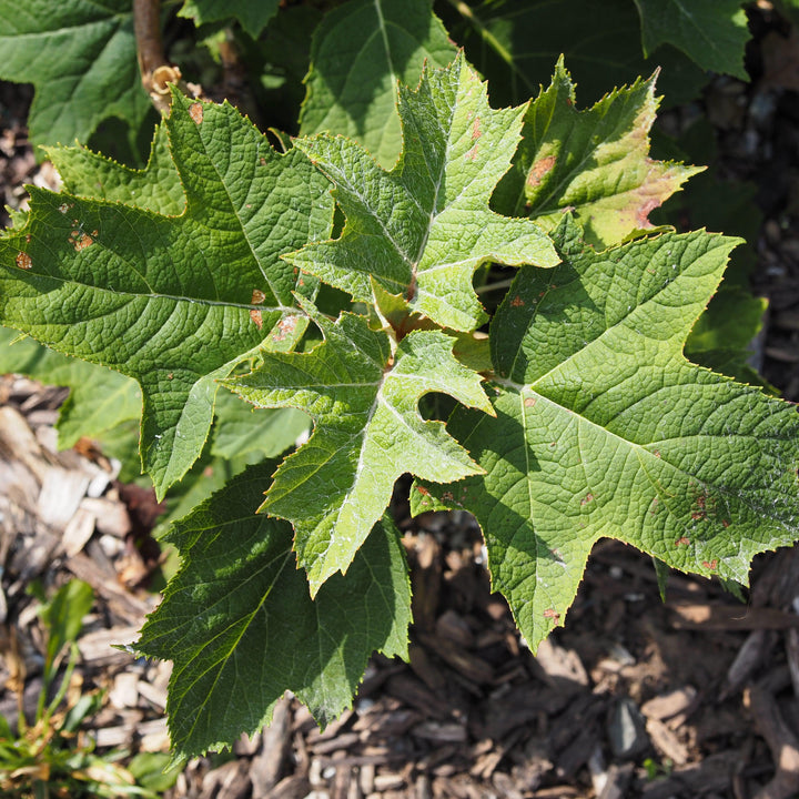 Hydrangea quercifolia 'Munchkin' ~ Munchkin Hydrangea-ServeScape
