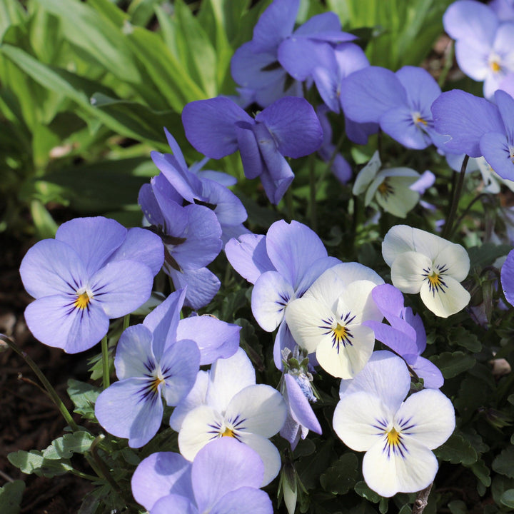 Viola cornuta 'PAS211827' ~ Sorbet™ Yesterday, Today & Tomorrow Viola-ServeScape