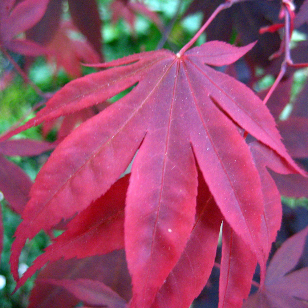 Acer palmatum 'Red Emperor' ~ Red Emperor Japanese Maple-ServeScape