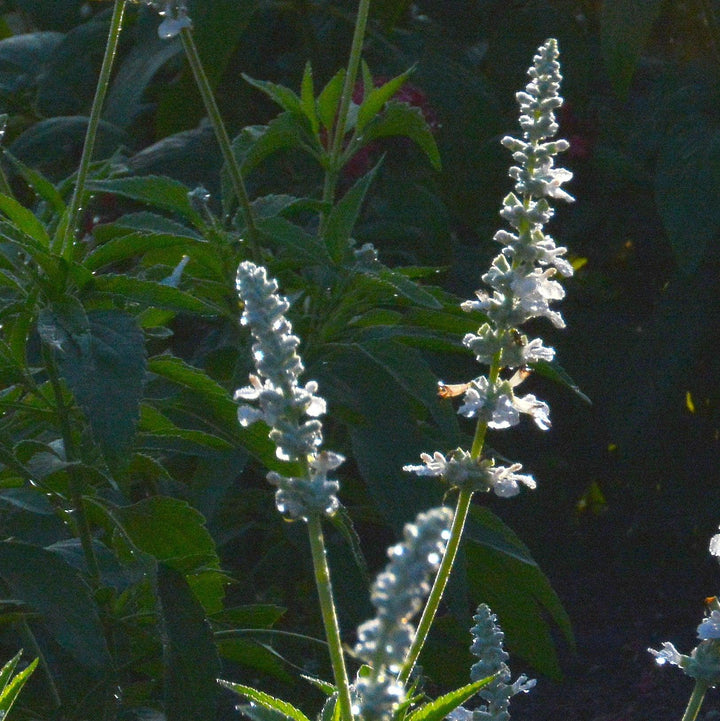 Salvia farinacea 'Snow White' ~ Sallyfun™ Snow White Salvia-ServeScape