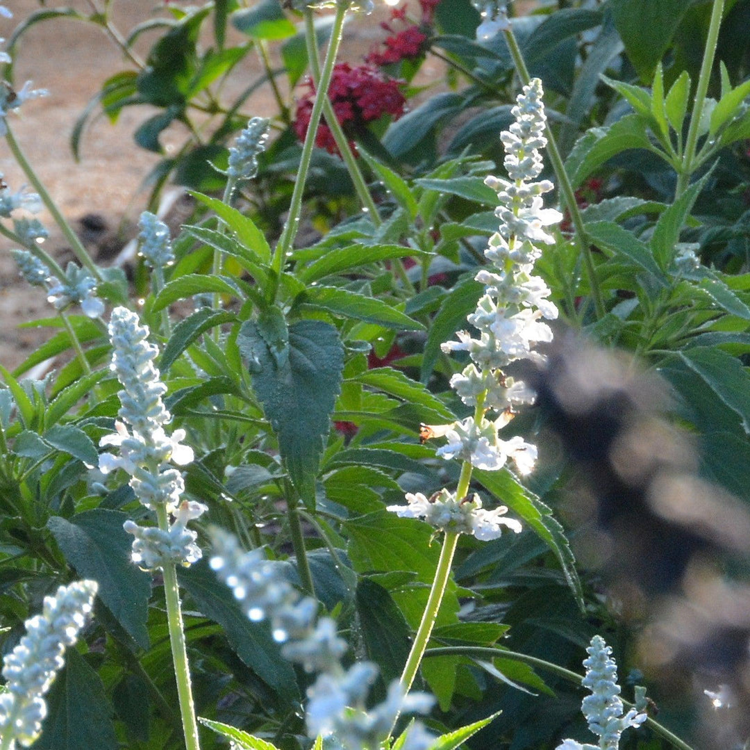 Salvia farinacea 'Snow White' ~ Sallyfun™ Snow White Salvia-ServeScape