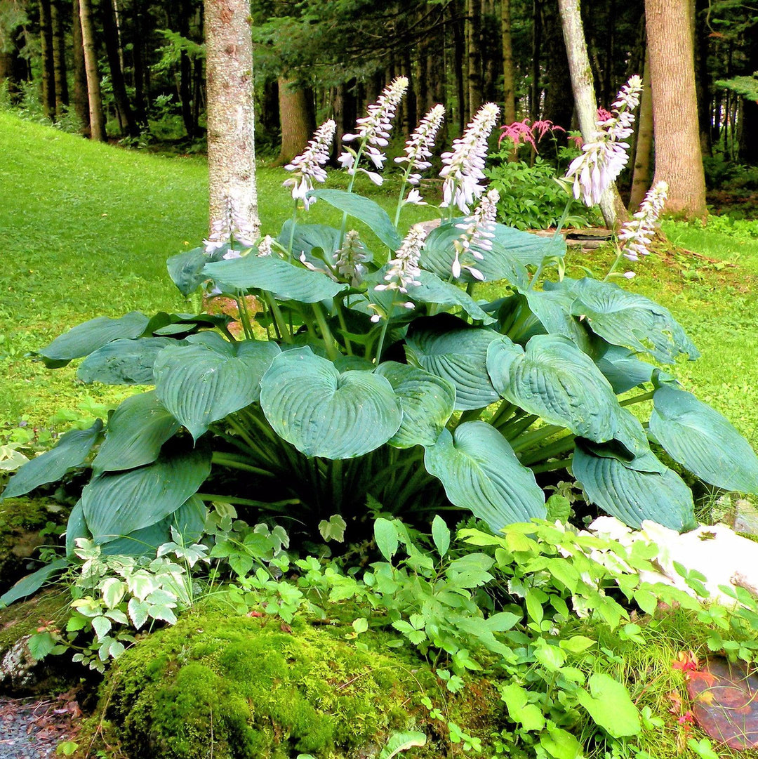 Hosta 'T Rex' ~ T Rex Hosta-ServeScape