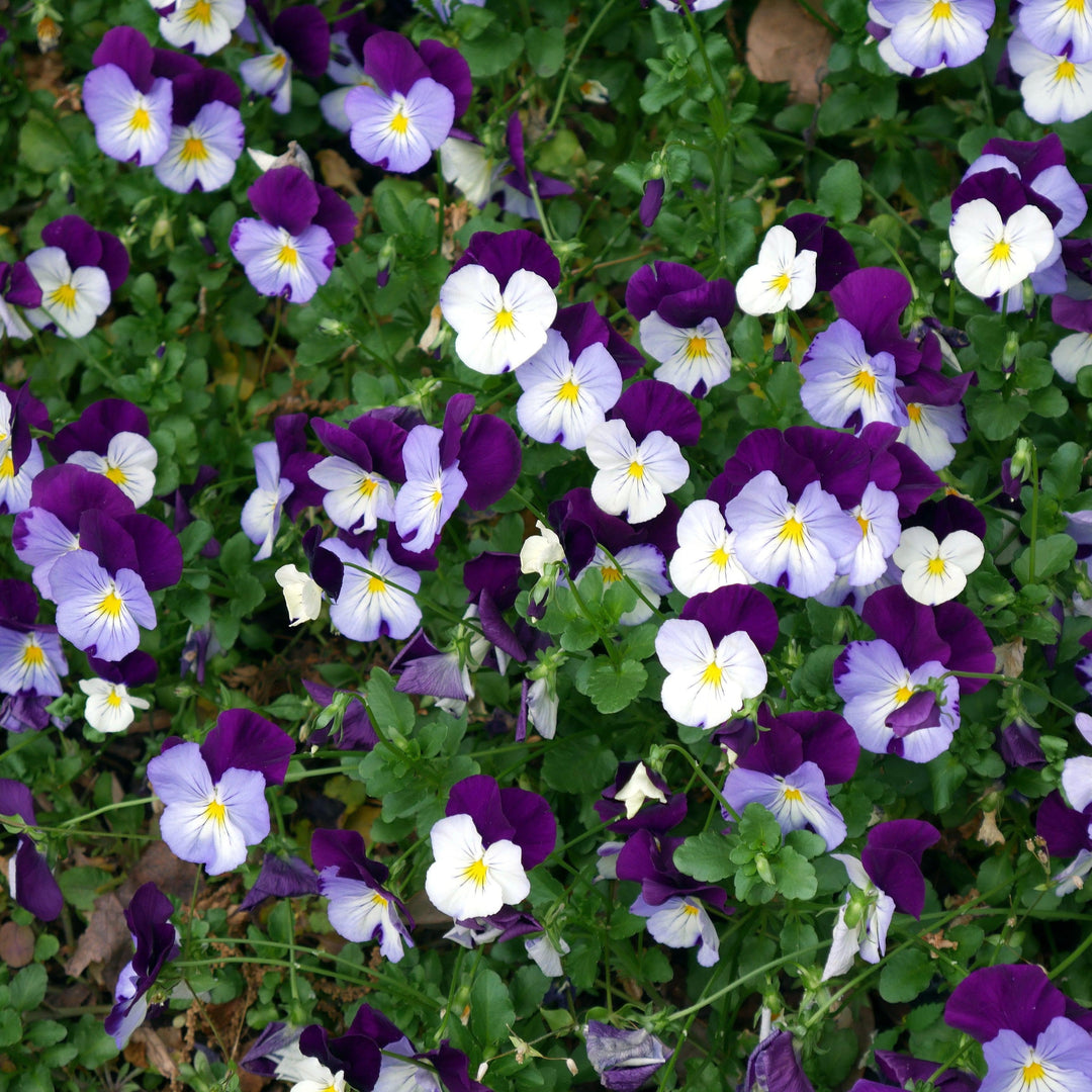 Viola cornuta 'Admire Neon Purple Wing' ~ Admire® Neon Purple Wing Viola-ServeScape