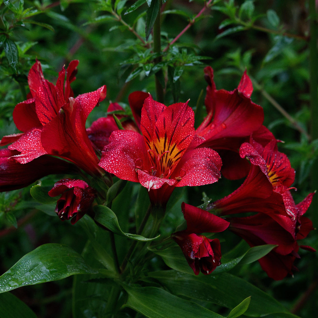Alstroemeria x 'Zaprikate' PP #24,214 ~ Colorita® Kate® Peruvian Lily-ServeScape
