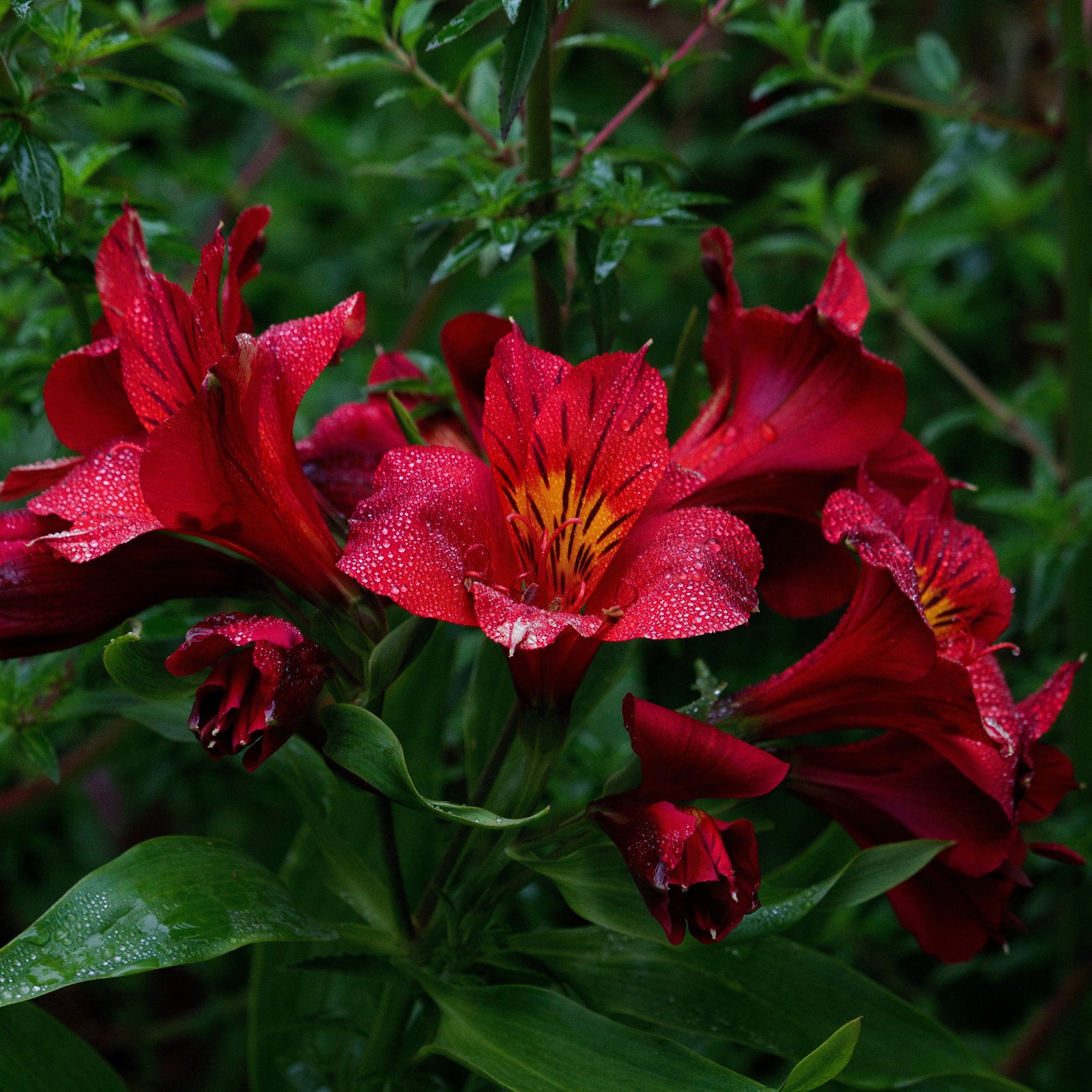 Alstroemeria x 'Zaprikate' PP #24,214 ~ Colorita® Kate® Peruvian Lily-ServeScape