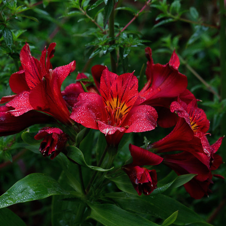 Alstroemeria x 'Zaprikate' PP #24,214 ~ Colorita® Kate® Peruvian Lily-ServeScape