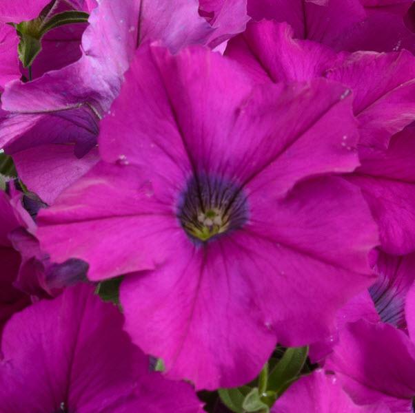 Petunia x 'Purple Ray' ~ Purple Ray™ Petunia-ServeScape