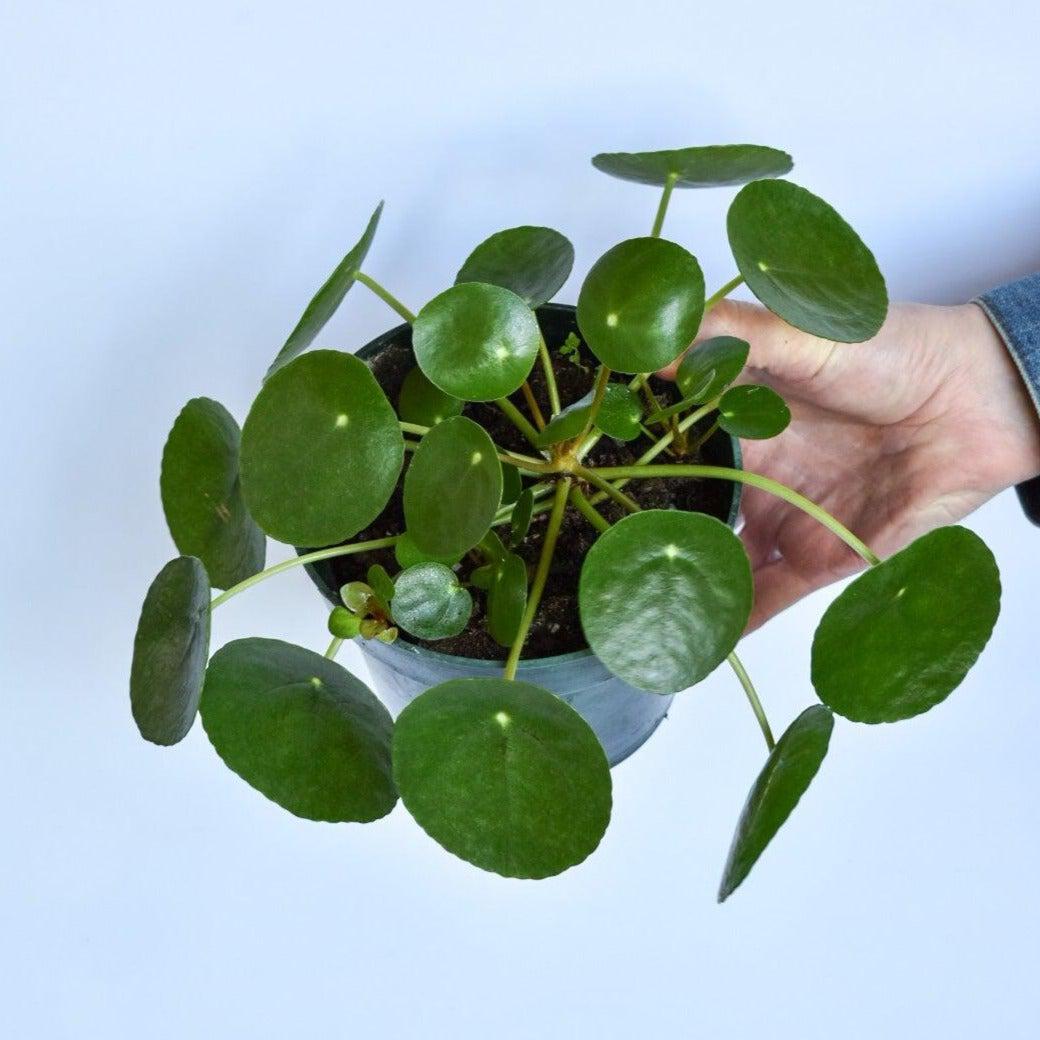 Pilea Peperomioides ~ Chinese Money Plant-ServeScape