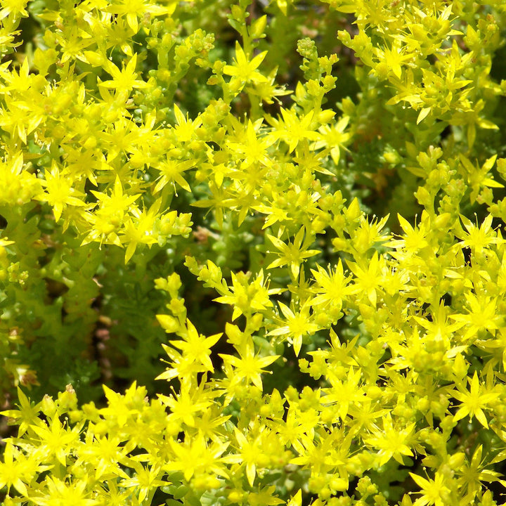 Sedum acre var aurea ~ Gold Moss Sedum-ServeScape