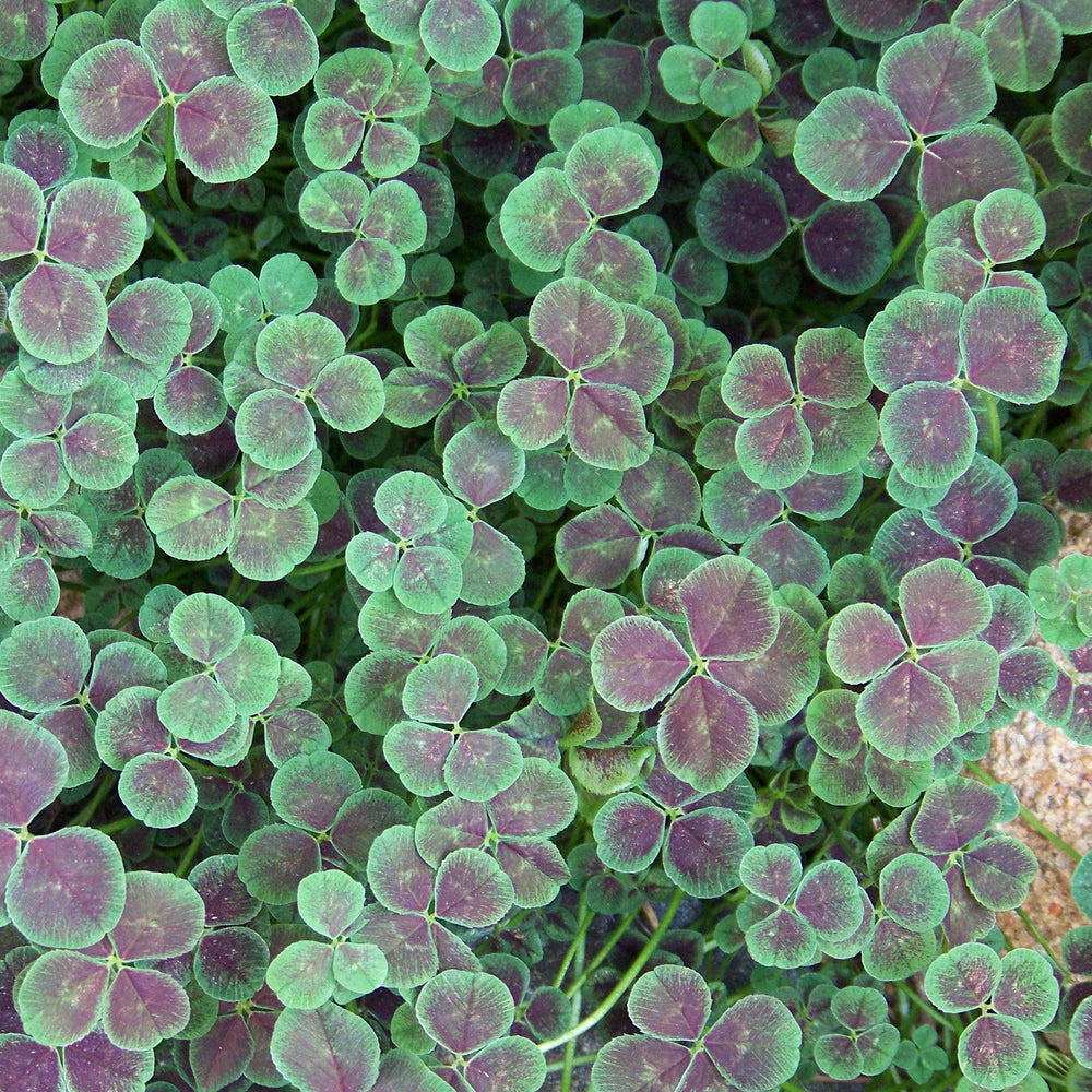 Trifolium repens 'Atropurpureum' ~ Bronze Dutch Clover-ServeScape