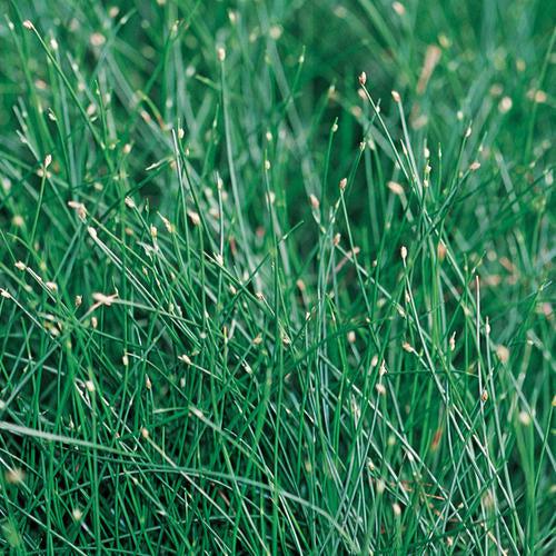 Isolepis cernuus~ Graceful Grasses® Fiber Optic Grass-ServeScape