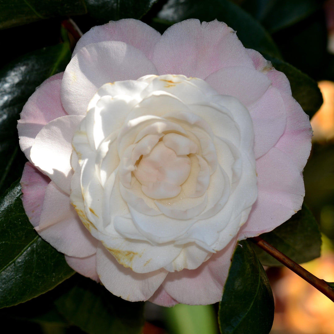 Camellia japonica 'Nuccio's Pearl' ~ Nuccio's Pearl Camellia-ServeScape