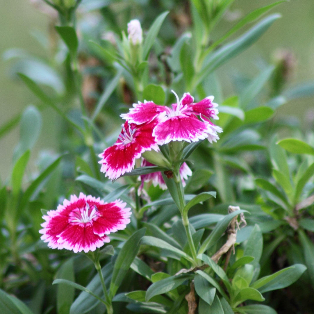 Dianthus 'Telstar Purple Picotee' ~Telstar™ Purple Picotee Dianthus-ServeScape