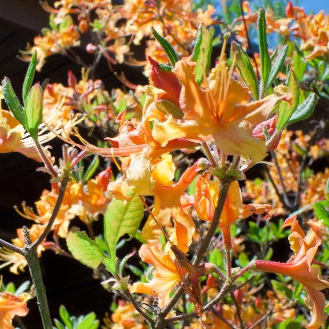 Rhododendron 'Dancing Rabbit' ~ Dancing Rabbit Aromi Azalea-ServeScape