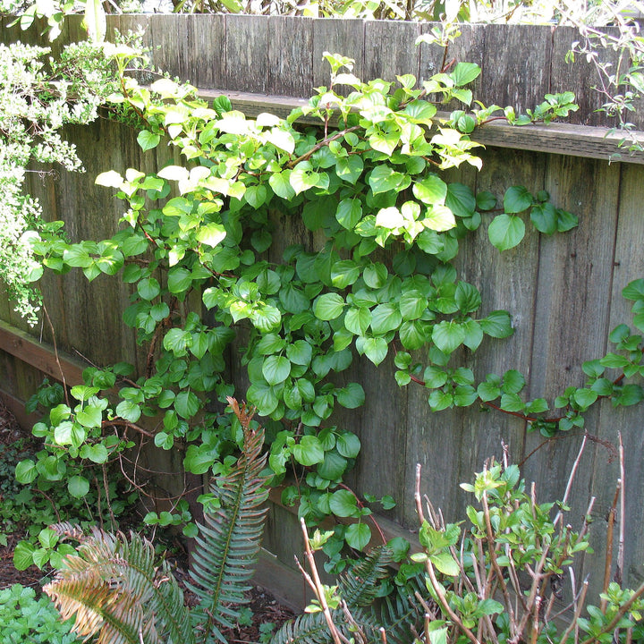 Hydrangea anomala subsp. petiolaris ~ Climbing Hydrangea-ServeScape