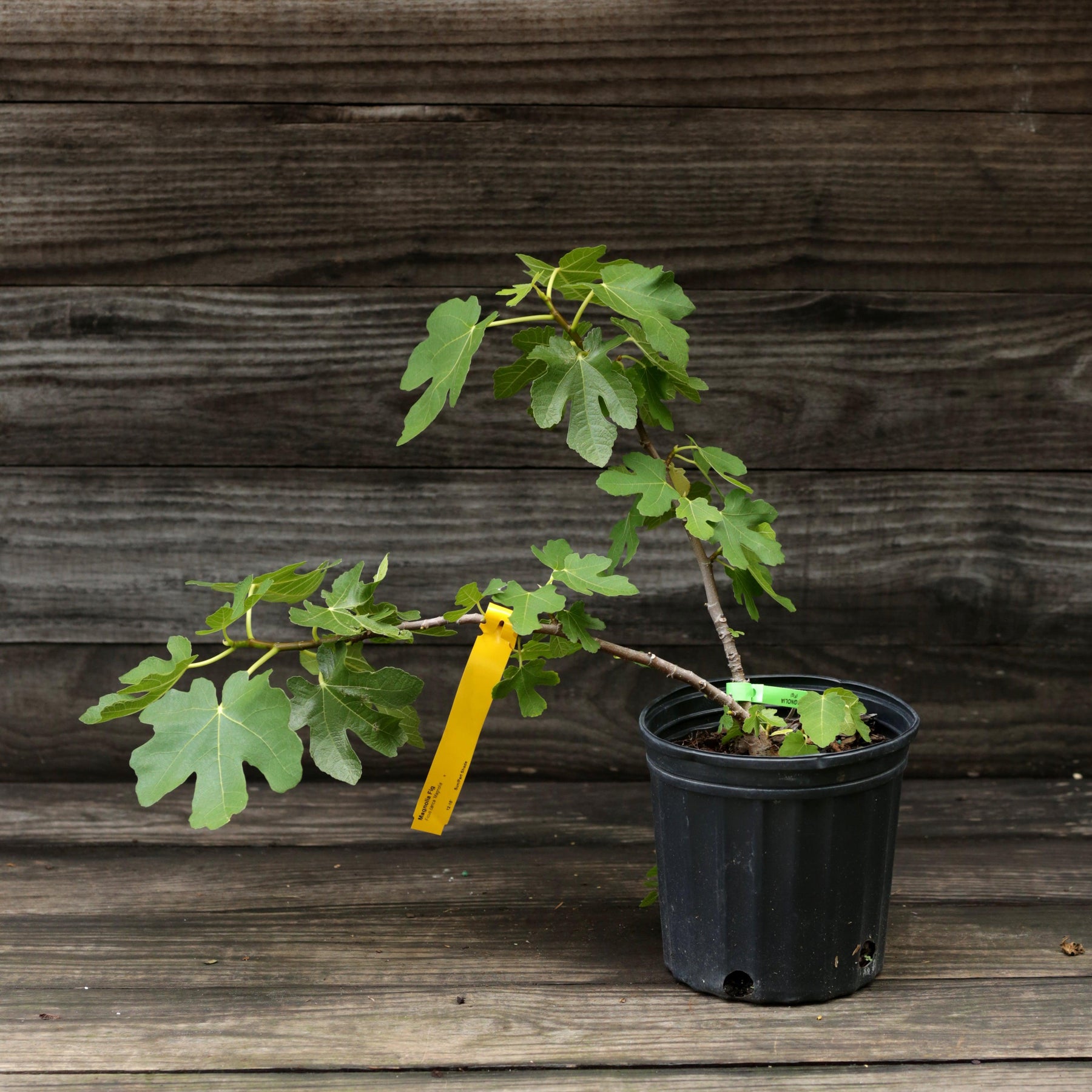 Ficus Magnolia Magnolia Fig - Ficus carica 'Magnolia' – ServeScape