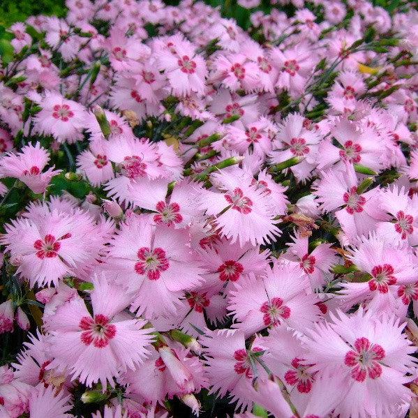 Dianthus x 'KonD1060K3' PPAF ~ Mountain Frost™ Pink Twinkle Dianthus-ServeScape