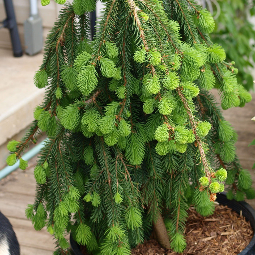 Picea abies 'Pendula' ~ Weeping Norway Spruce-ServeScape