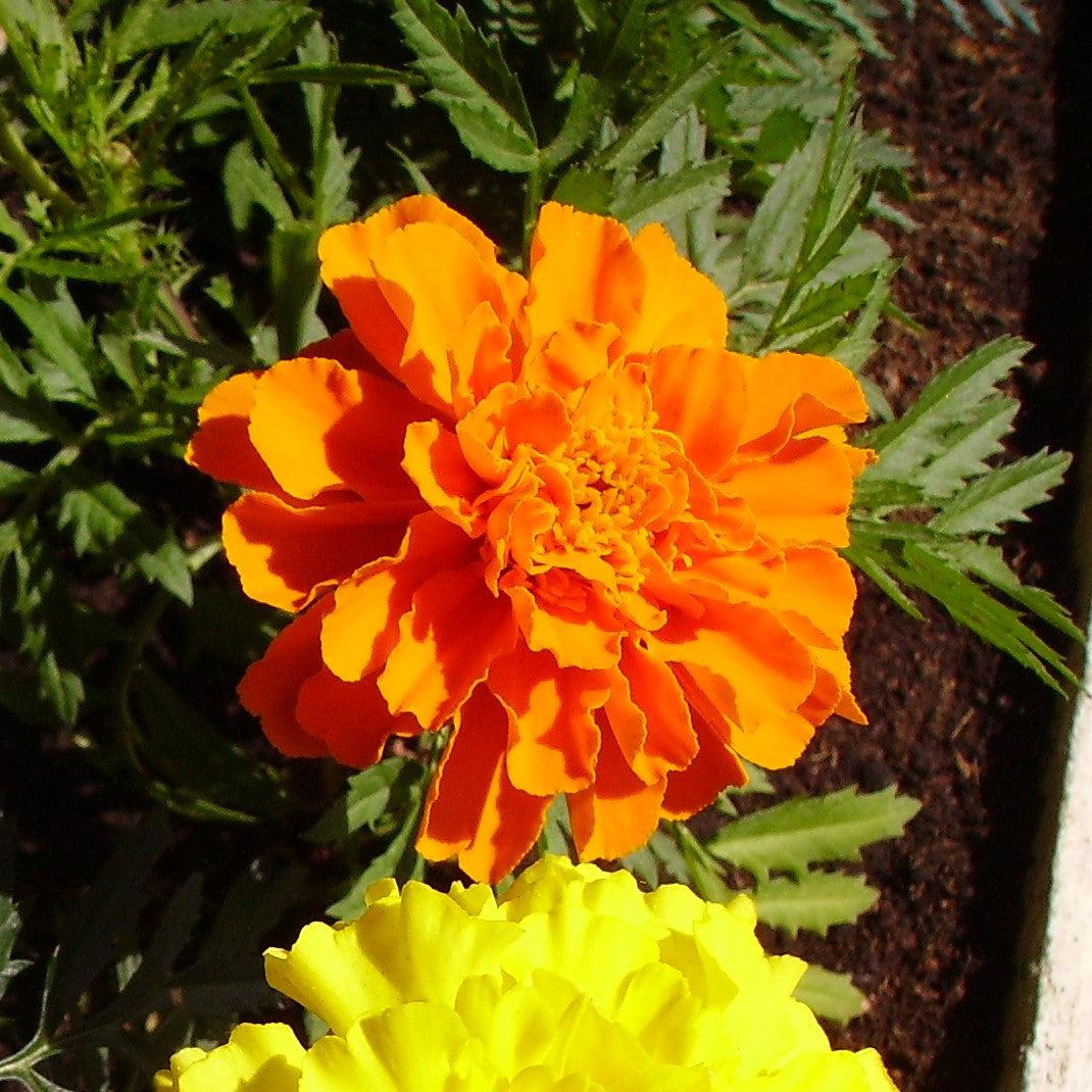 Tagetes patula 'PAS97727' ~ Durango® Orange French Marigold-ServeScape