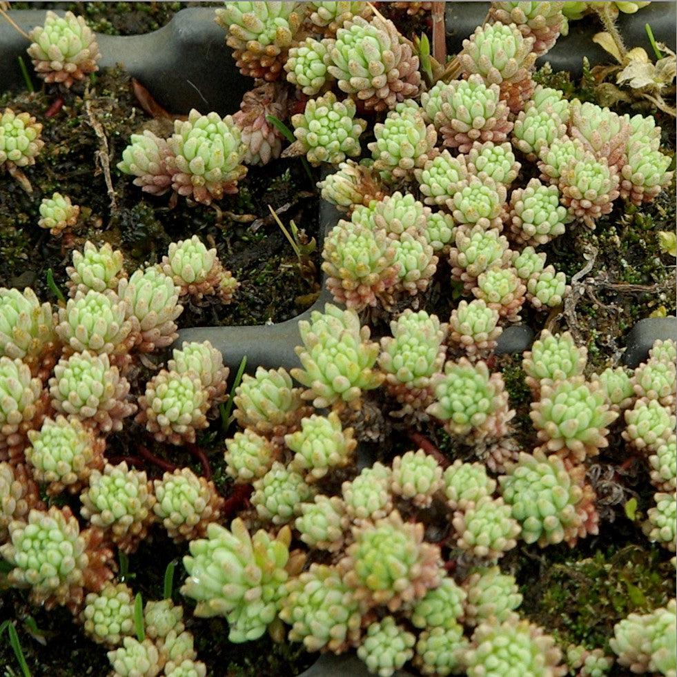 Sedum hispanicum var. minus ~ Dwarf Spanish Stonecrop-ServeScape