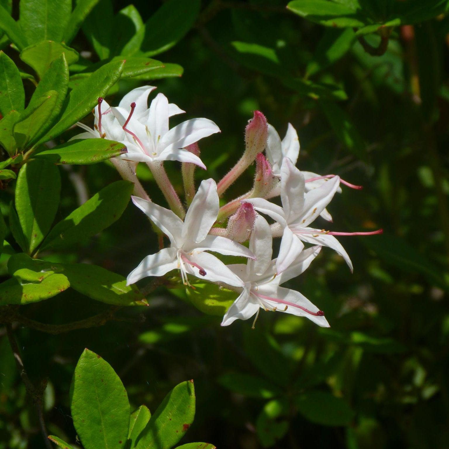Rhododendron viscosum 'Summer Eyelet' ~ Summer Eyelet Swamp Azalea-ServeScape