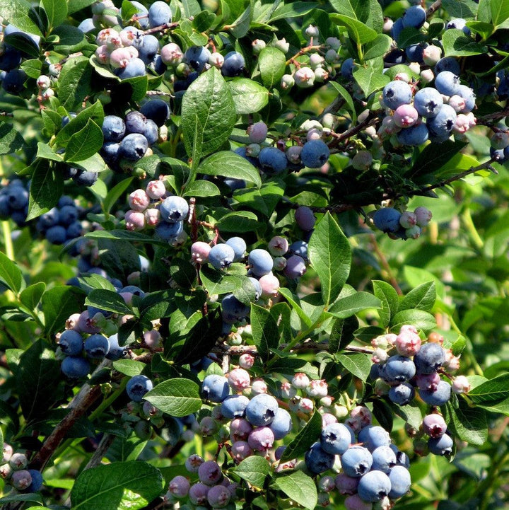 Vaccinium ashei 'Alapaha' PP16266 ~ Downhome Harvest® Bless Your Heart® Blueberry-ServeScape