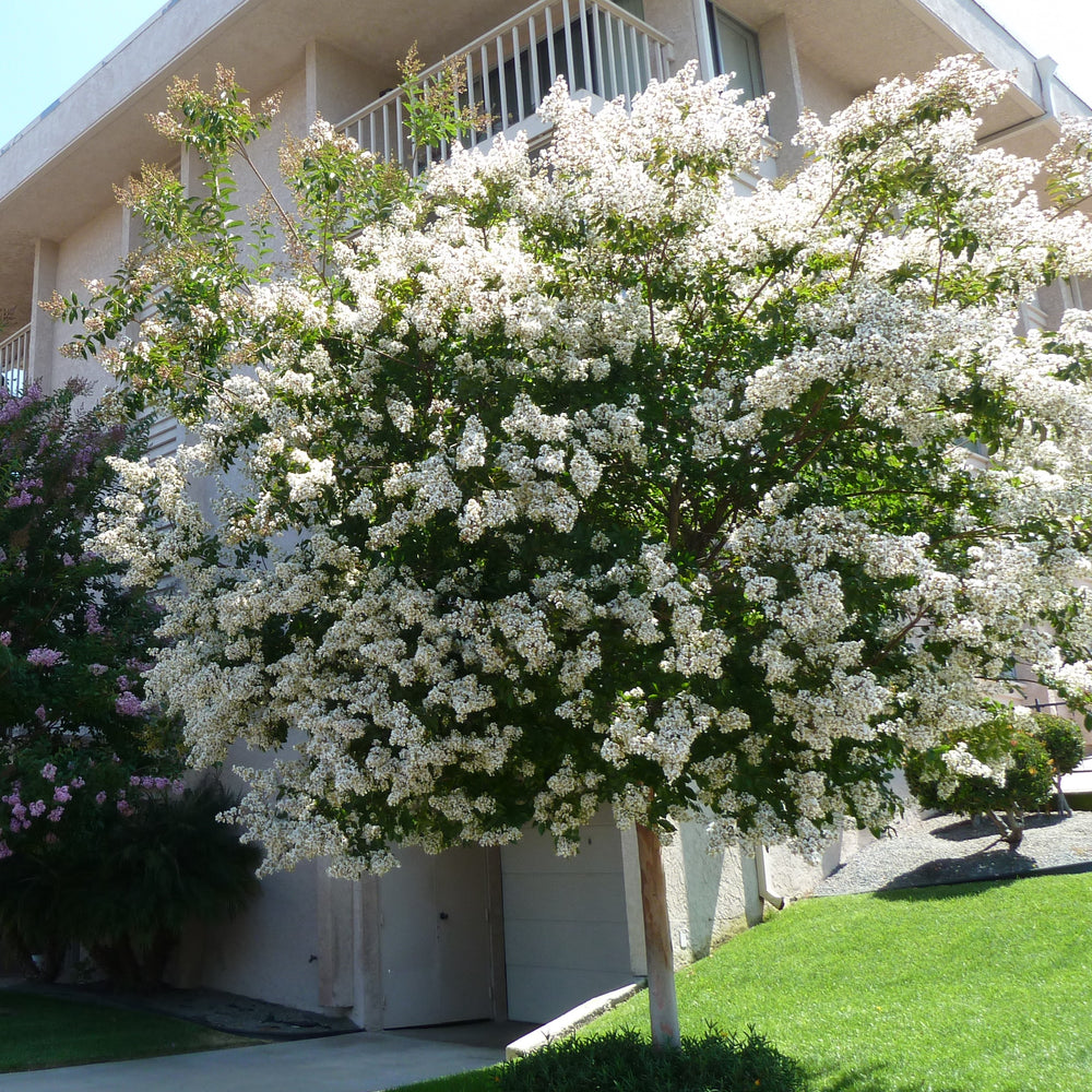 Lagerstroemia x 'JD900' ~ Early Bird™ White Crapemyrtle-ServeScape