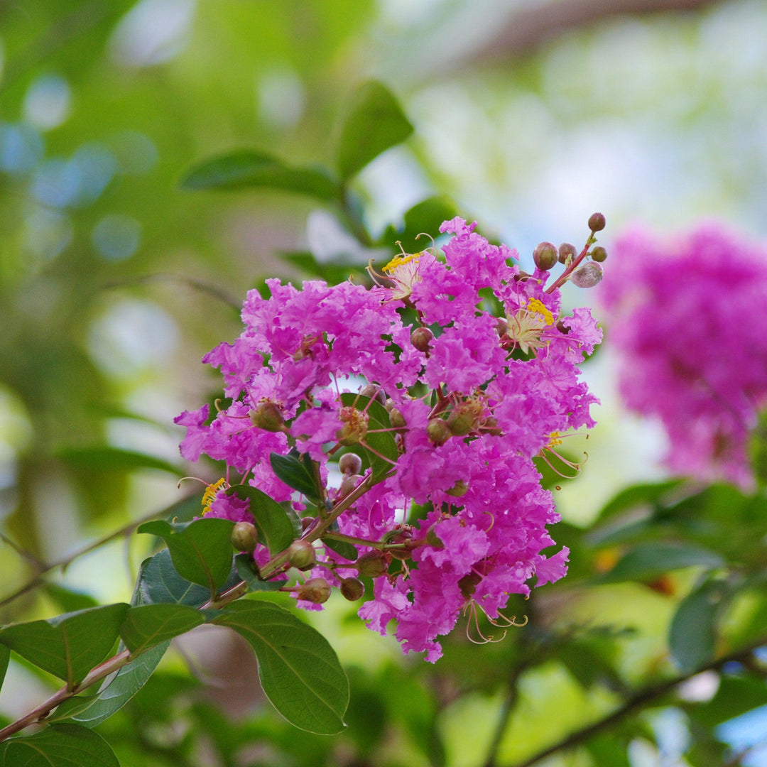 Lagerstroemia indica 'Autaugaville' ~ Autaugaville Crape Myrtle-ServeScape