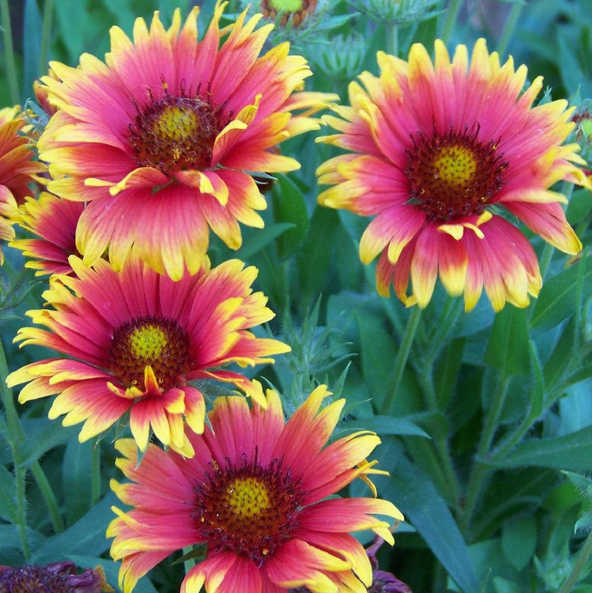 Sunset snappy blanket discount flower