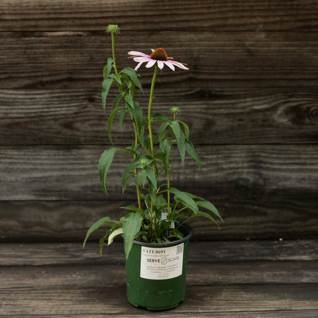 Echinacea purpurea 'PAS702917' ~ PowWow® Wild Berry Echinacea, Coneflower-ServeScape