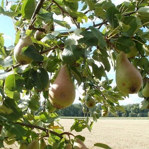Pyrus communis 'Ayers' ~ Ayers Pear-ServeScape