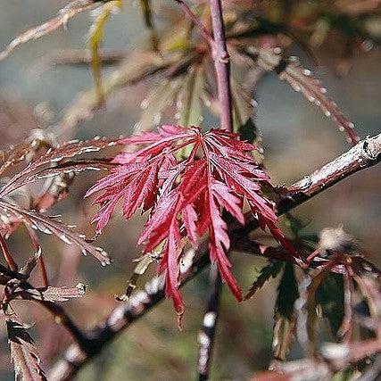 Acer palmatum 'Garnet' ~ Garnet Japanese Maple-ServeScape
