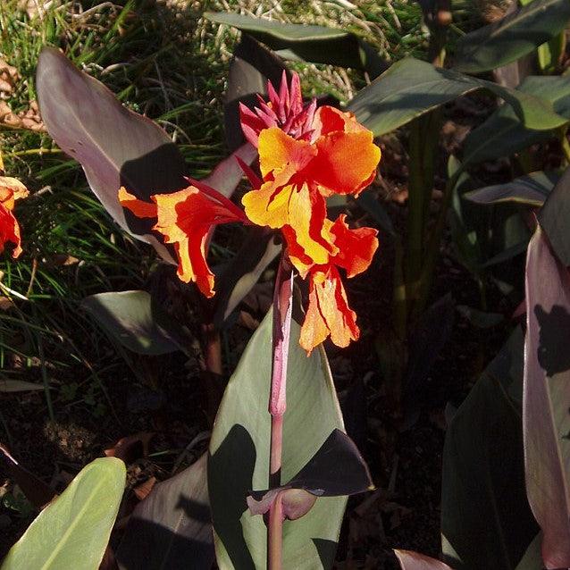 Canna x generalis 'Bronze Orange' ~ CANNOVA® Bronze Orange Canna Lily-ServeScape