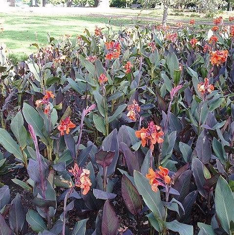 Canna x generalis 'Bronze Orange' ~ CANNOVA® Bronze Orange Canna Lily-ServeScape