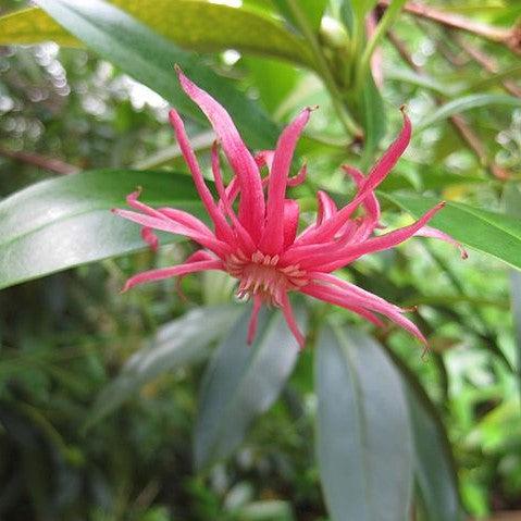 Illicium floridanum 'Woodland Ruby' ~ Woodland Ruby Florida Anise-ServeScape