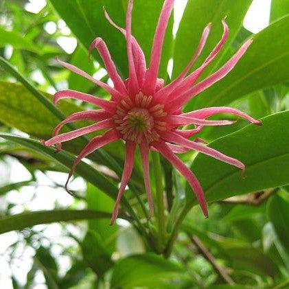 Illicium floridanum 'Woodland Ruby' ~ Woodland Ruby Florida Anise-ServeScape