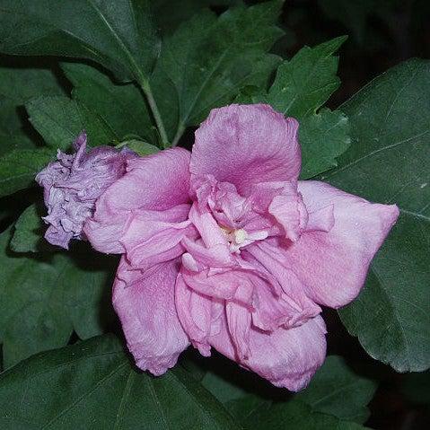 Hibiscus syriacus 'DS01BS' PP26,662 ~ Blueberry Smoothie™ Rose of Sharon-ServeScape