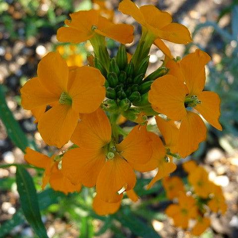 Erysimum linifolium 'Sunstrong Orange' ~ Sunstrong™ Orange Wallflower-ServeScape