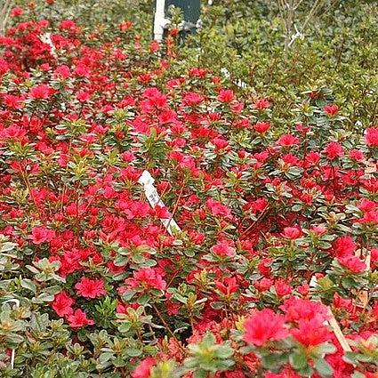 Rhododendron x 'Hino Crimson' ~ Hino Crimson Azalea-ServeScape