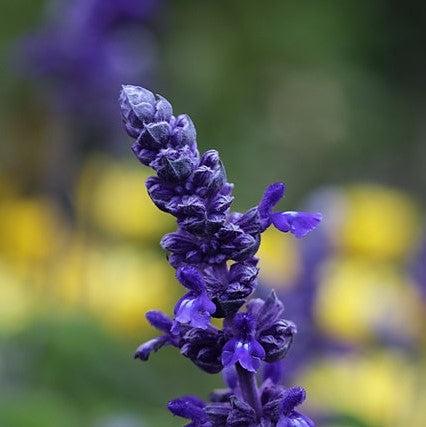 Salvia farinacea 'Cathedral Deep Blue' ~ Cathedral® Deep Blue Salvia-ServeScape